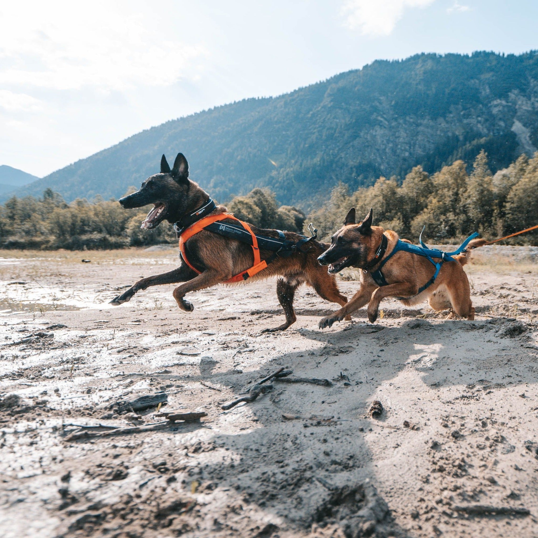 Non stop canicross top harness