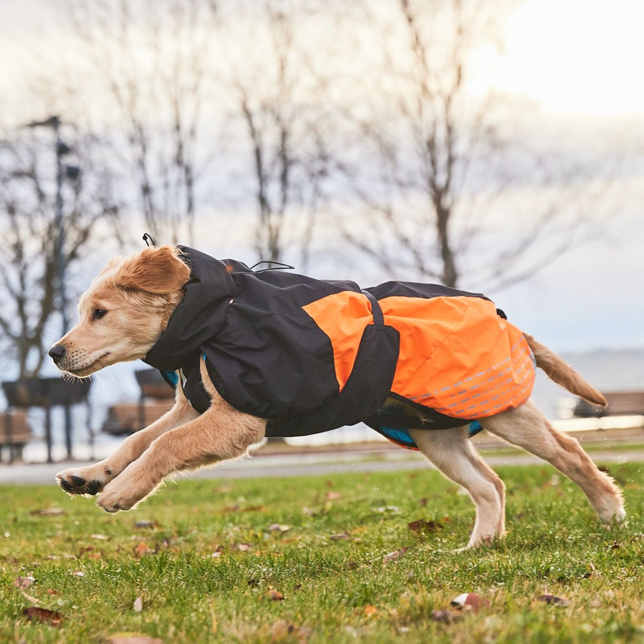 Hurtta summit dog parka best sale