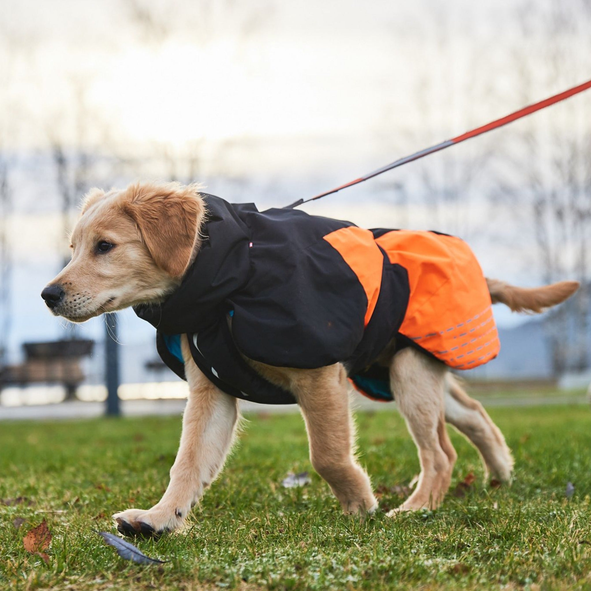 Hurrta summit dog outlet parka