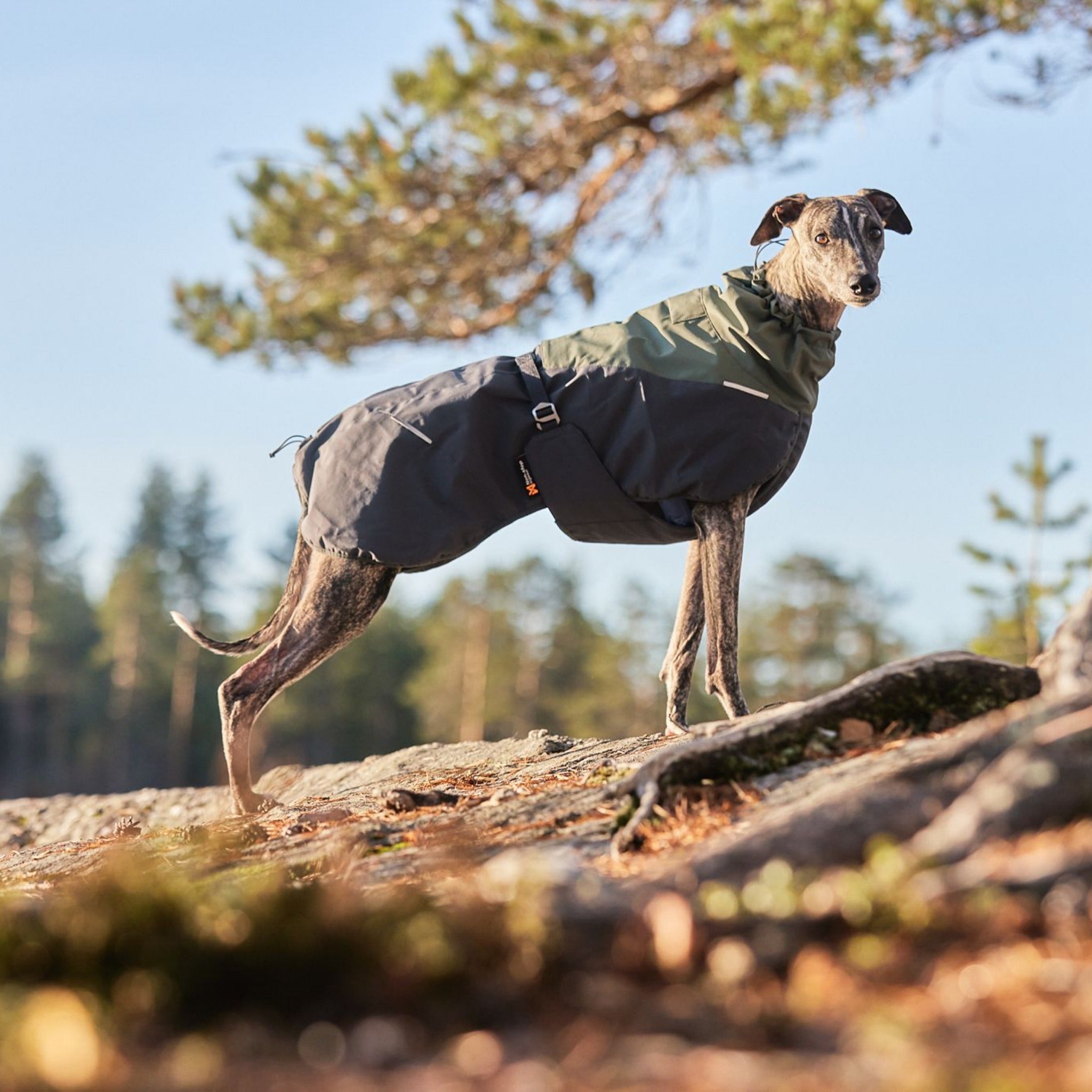 Non-stop dogwear Glacier Wool Jacket 2.0, Hundemantel