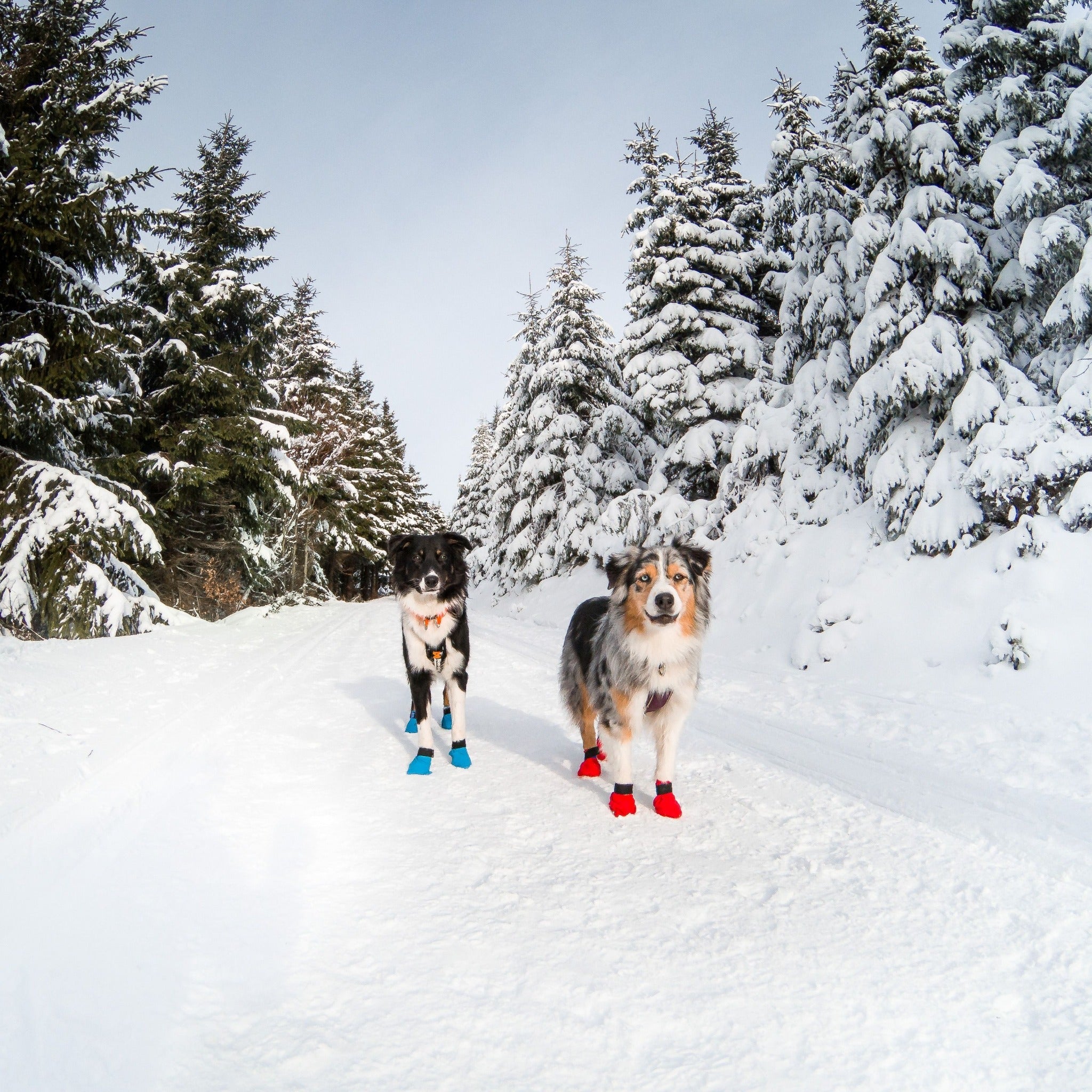 Husky booties clearance