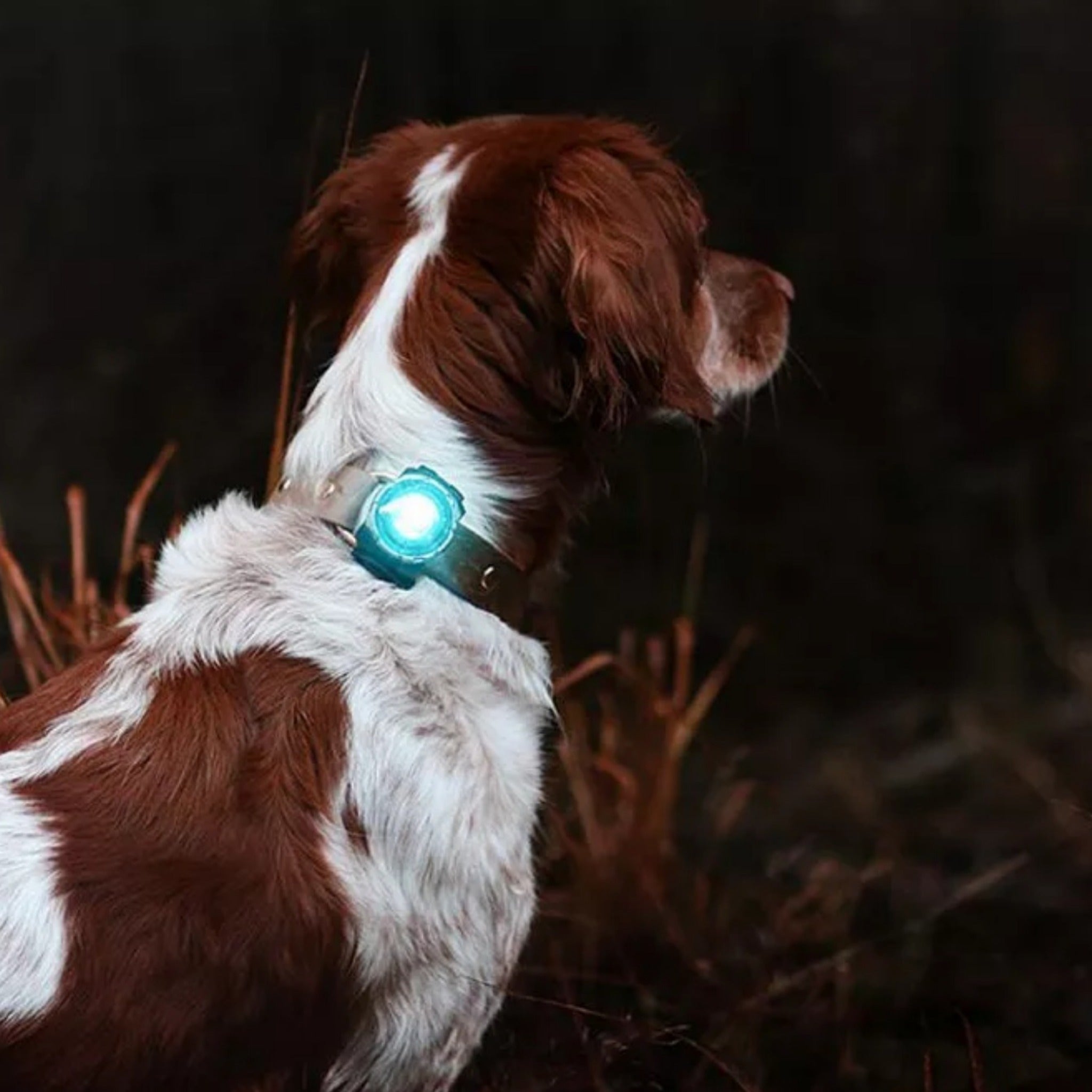 Orbiloc Dog Dual, luz LED para perros