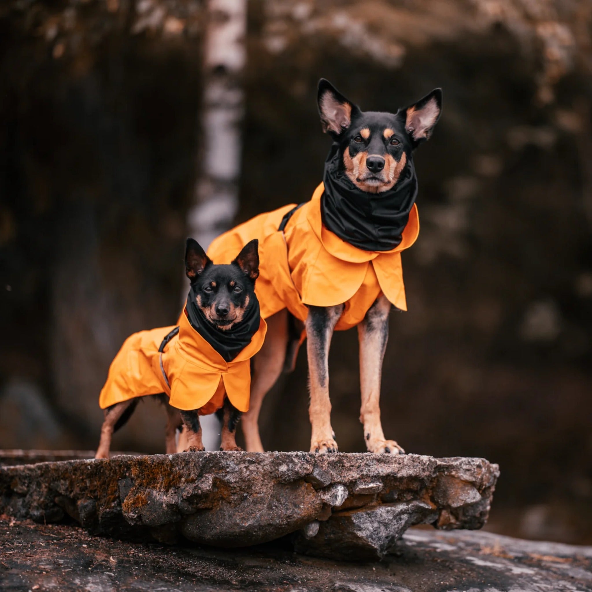 Kurgo raincoat sale