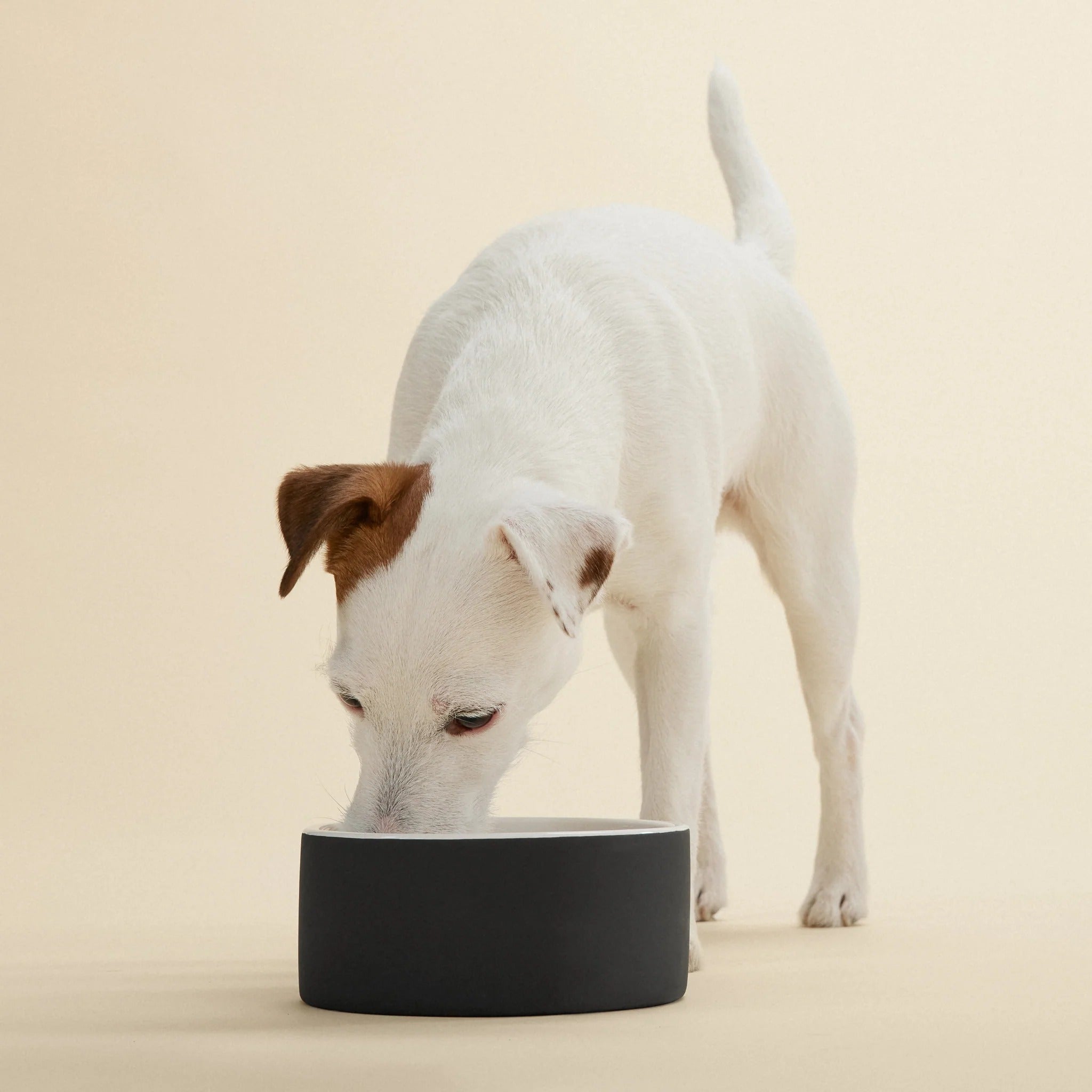 Greedy feeder dog on sale bowl