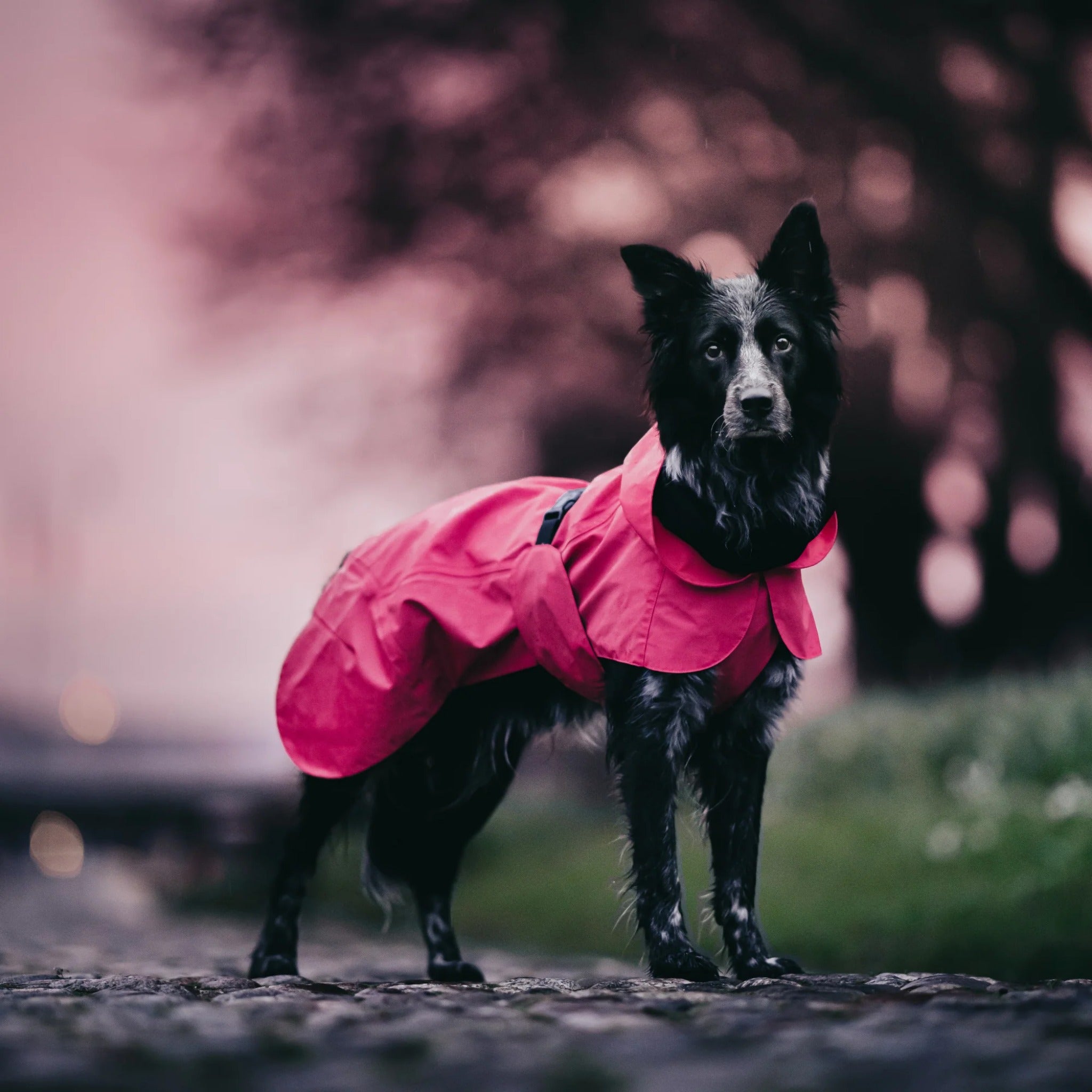 Pink 2024 dog raincoat