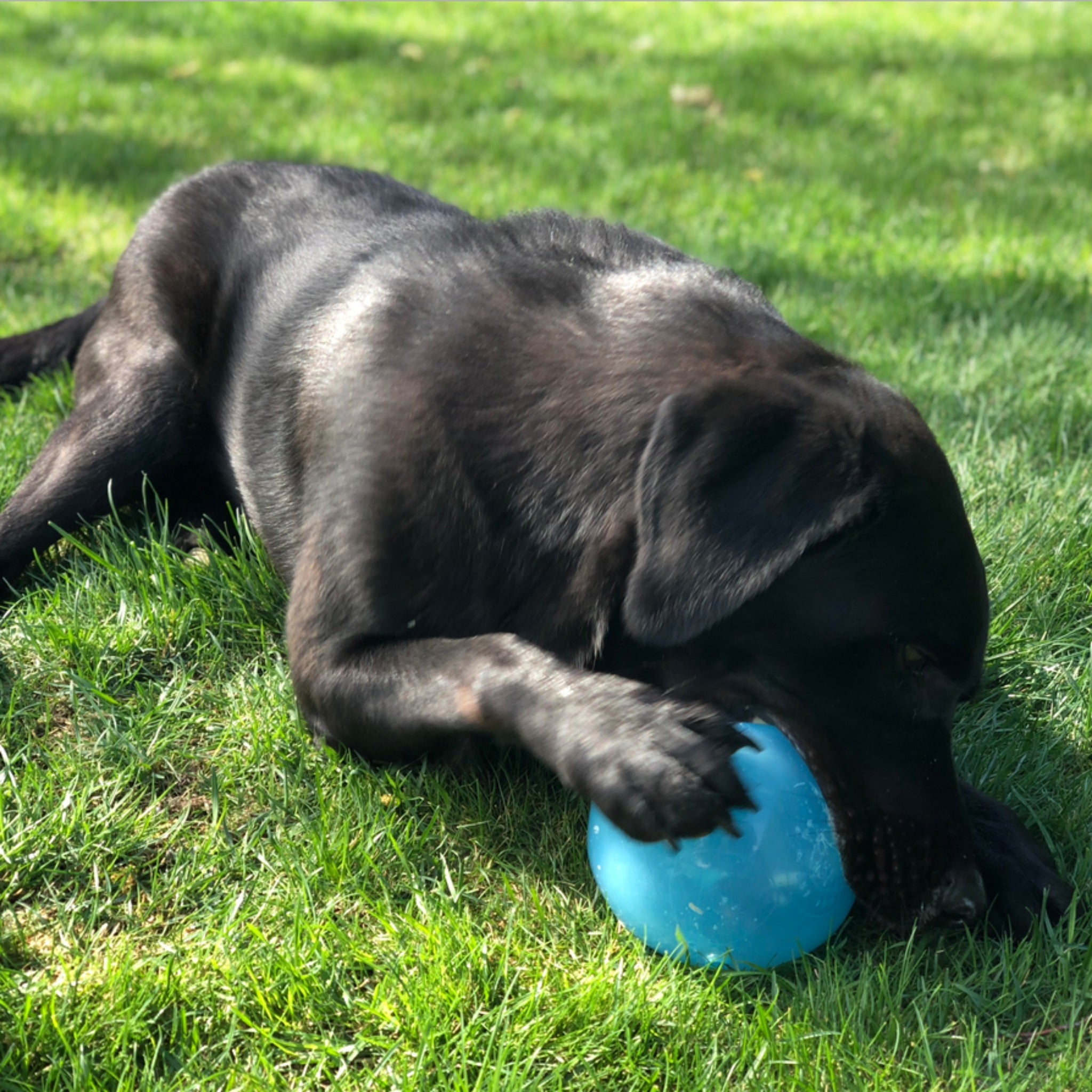 Planet hotsell dog frisbee