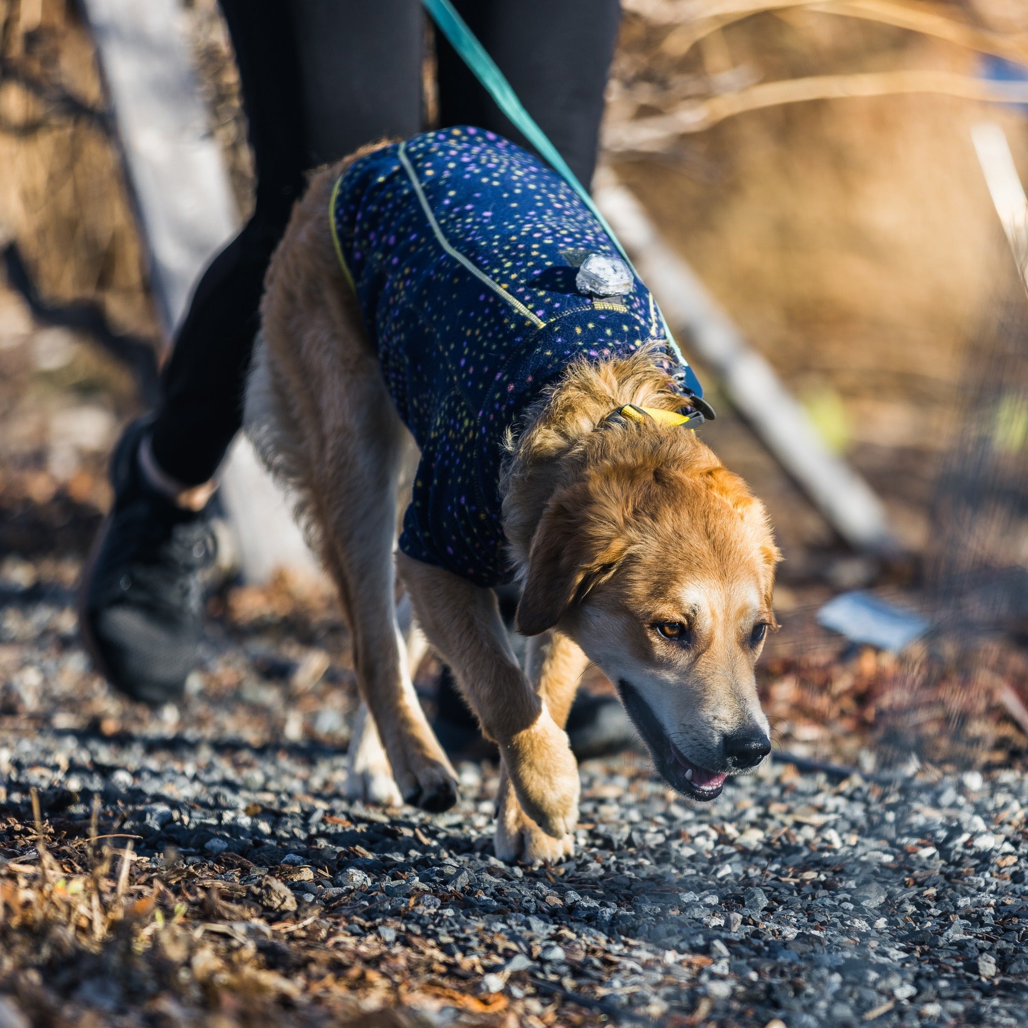 Ruffwear Climate Changer dog jacket