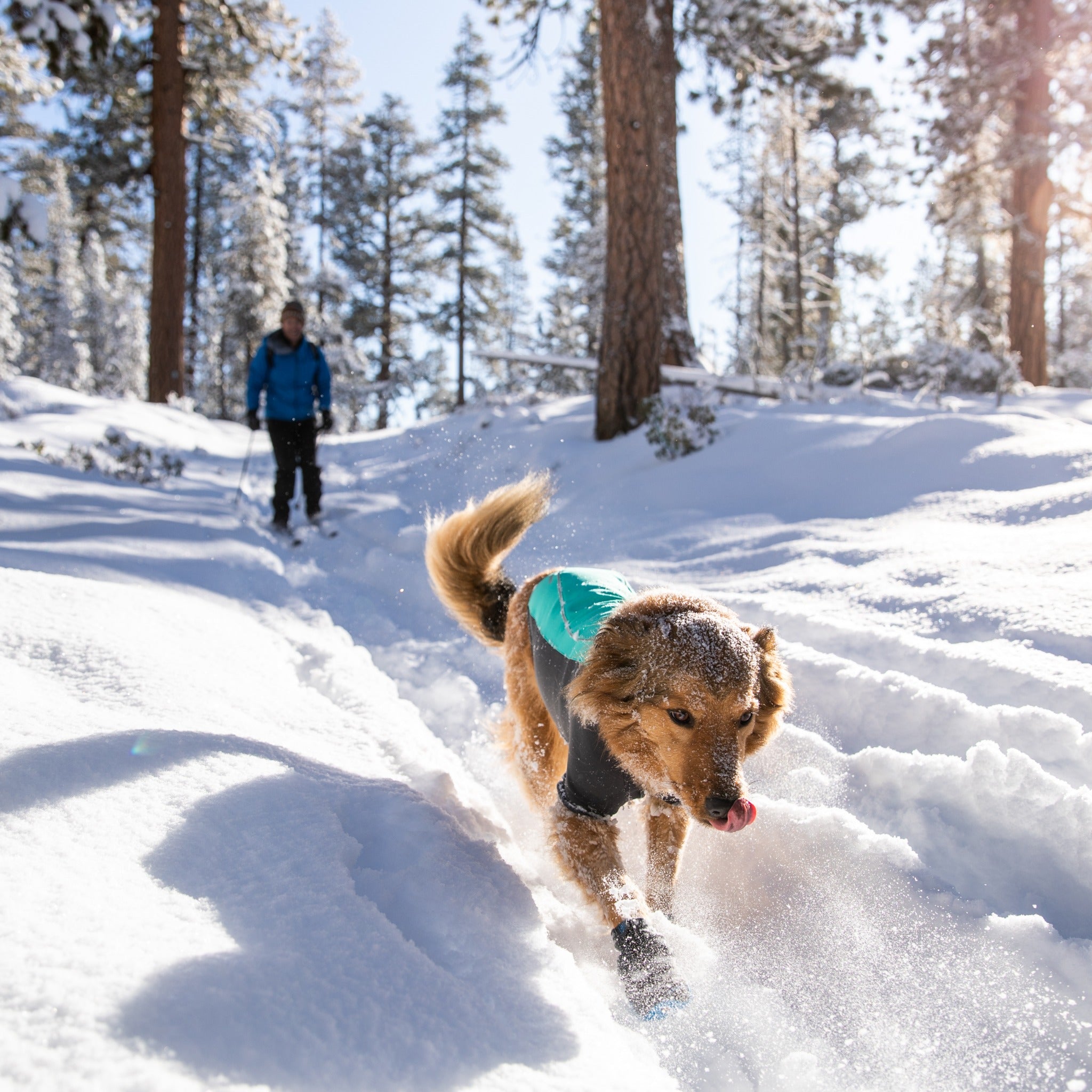 Ruffwear cloud hotsell chaser jacket