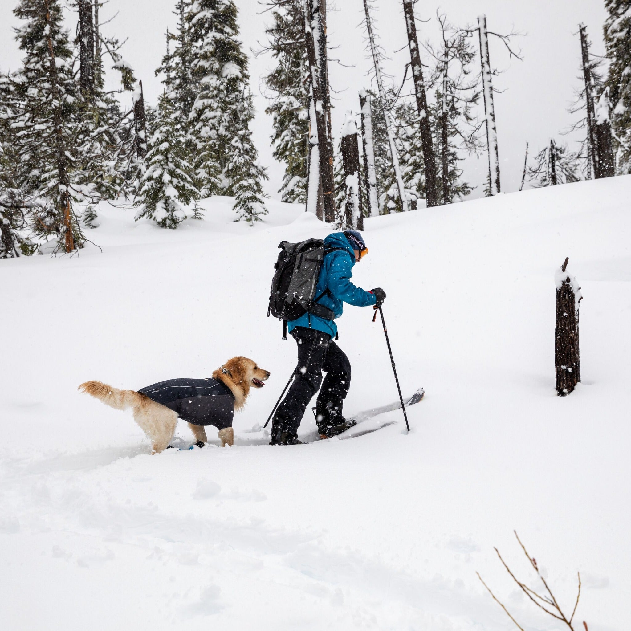 Ruffwear Cloud Chaser dog jacket