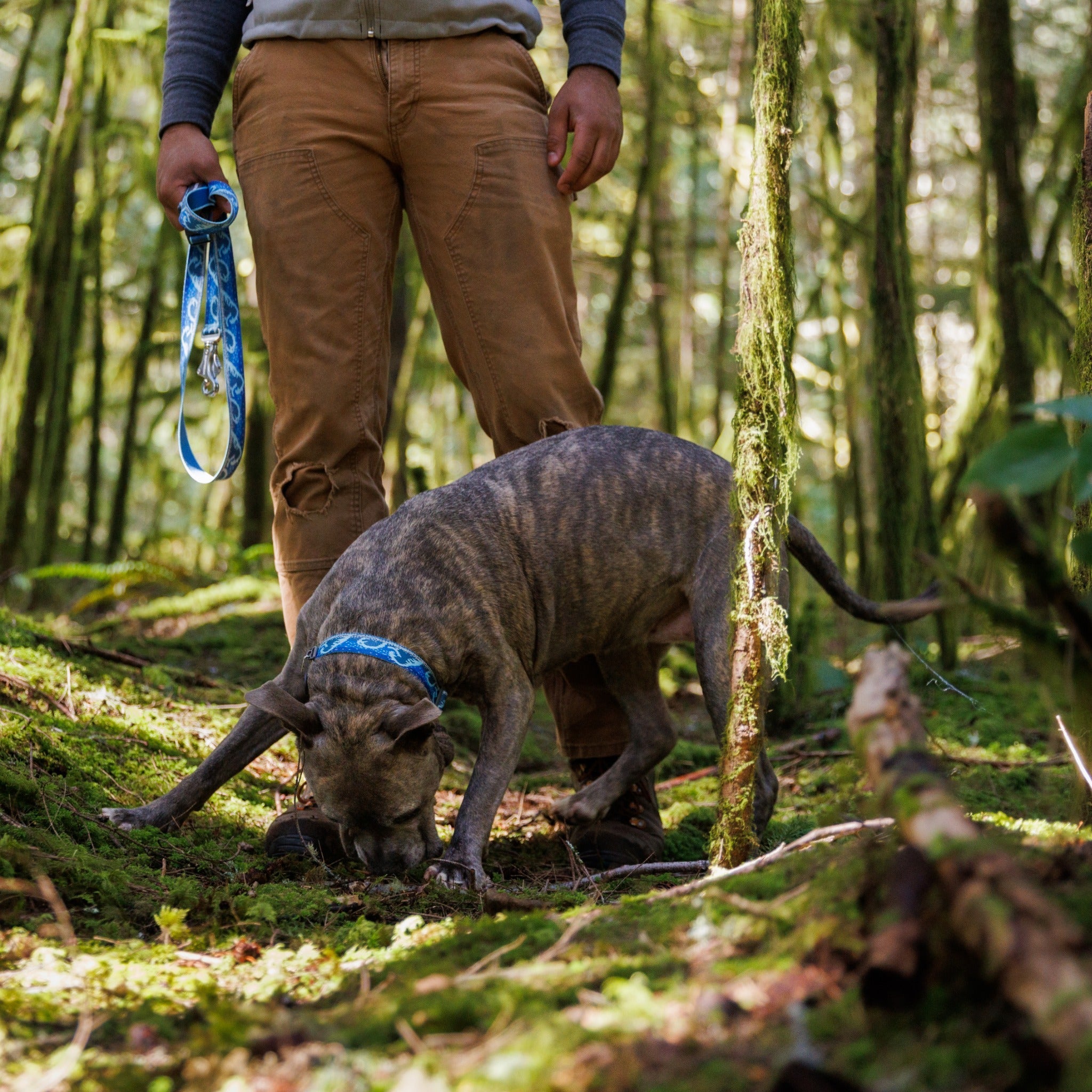 Ruffwear Crag Dog Collar