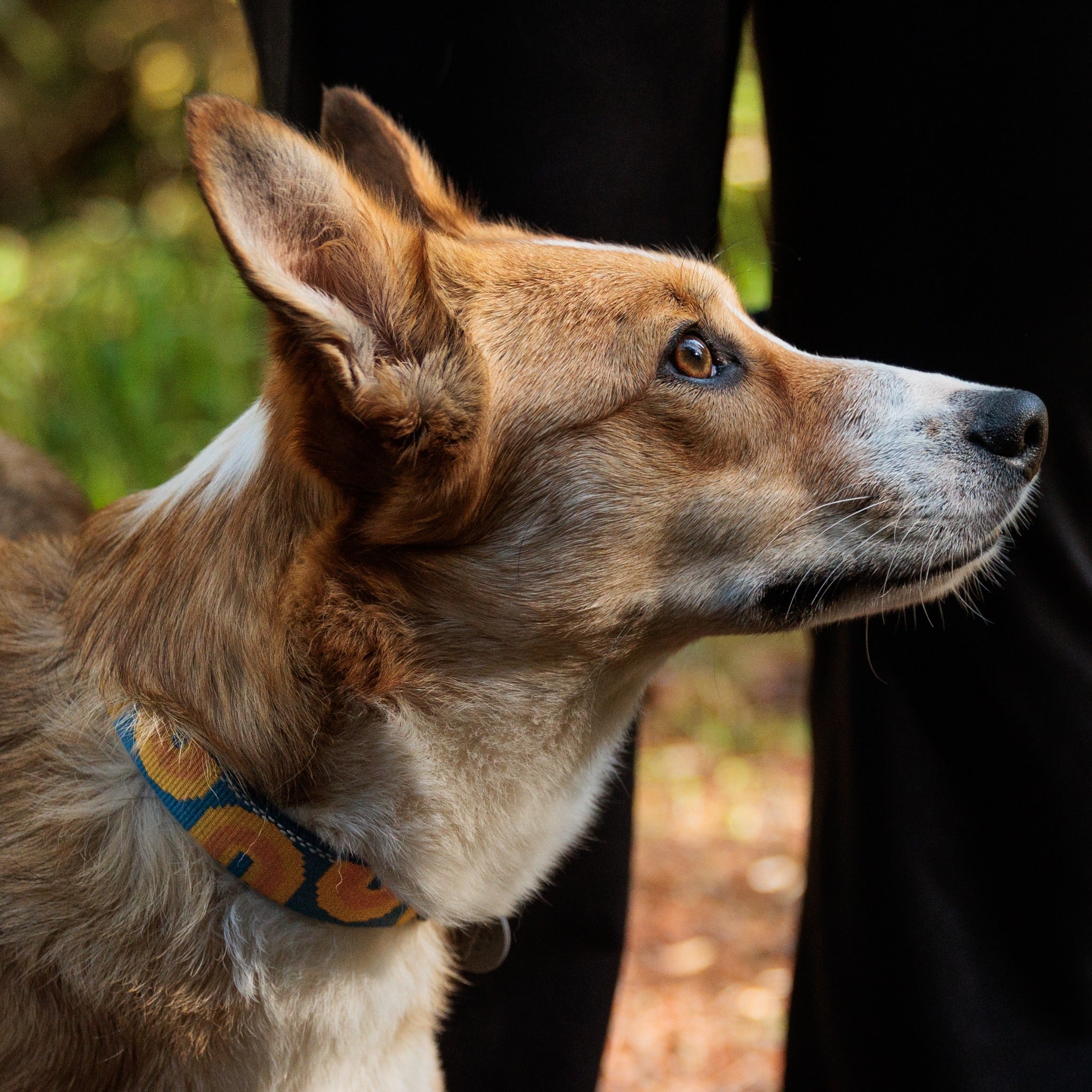 Ruffwear Crag Dog Collar