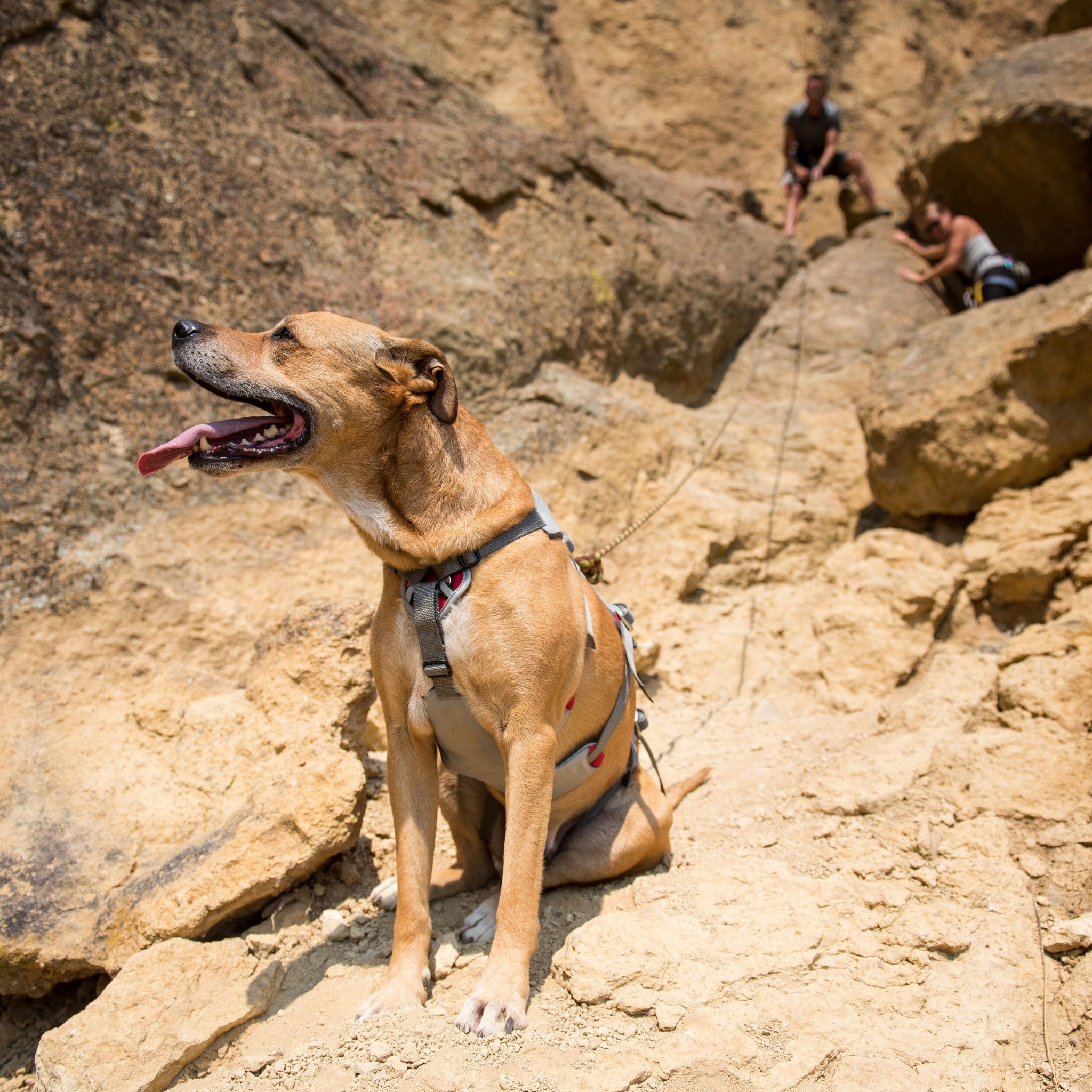 Ruffwear Doubleback Dog Harness