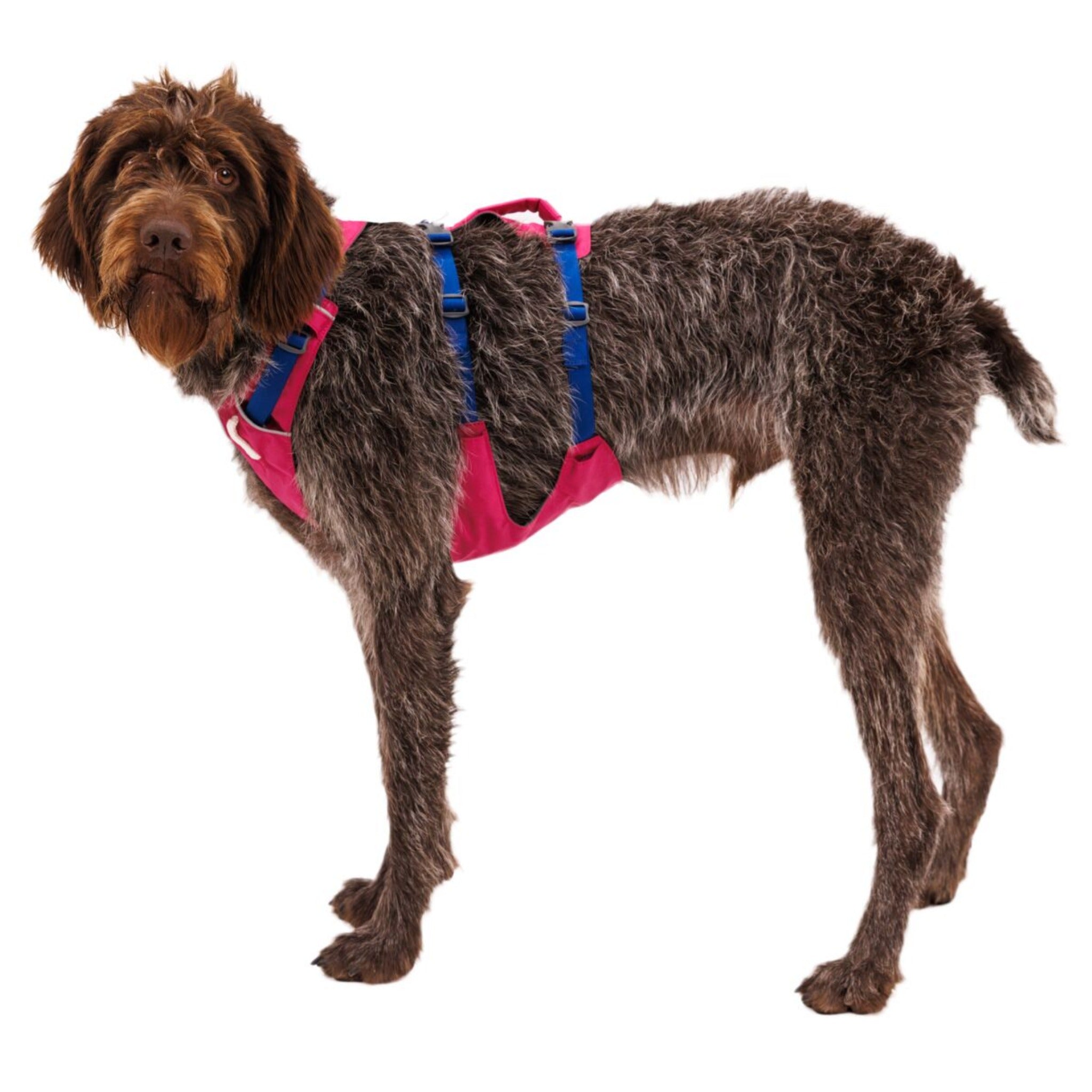 Ruffwear Flagline Harness harnais pour chien