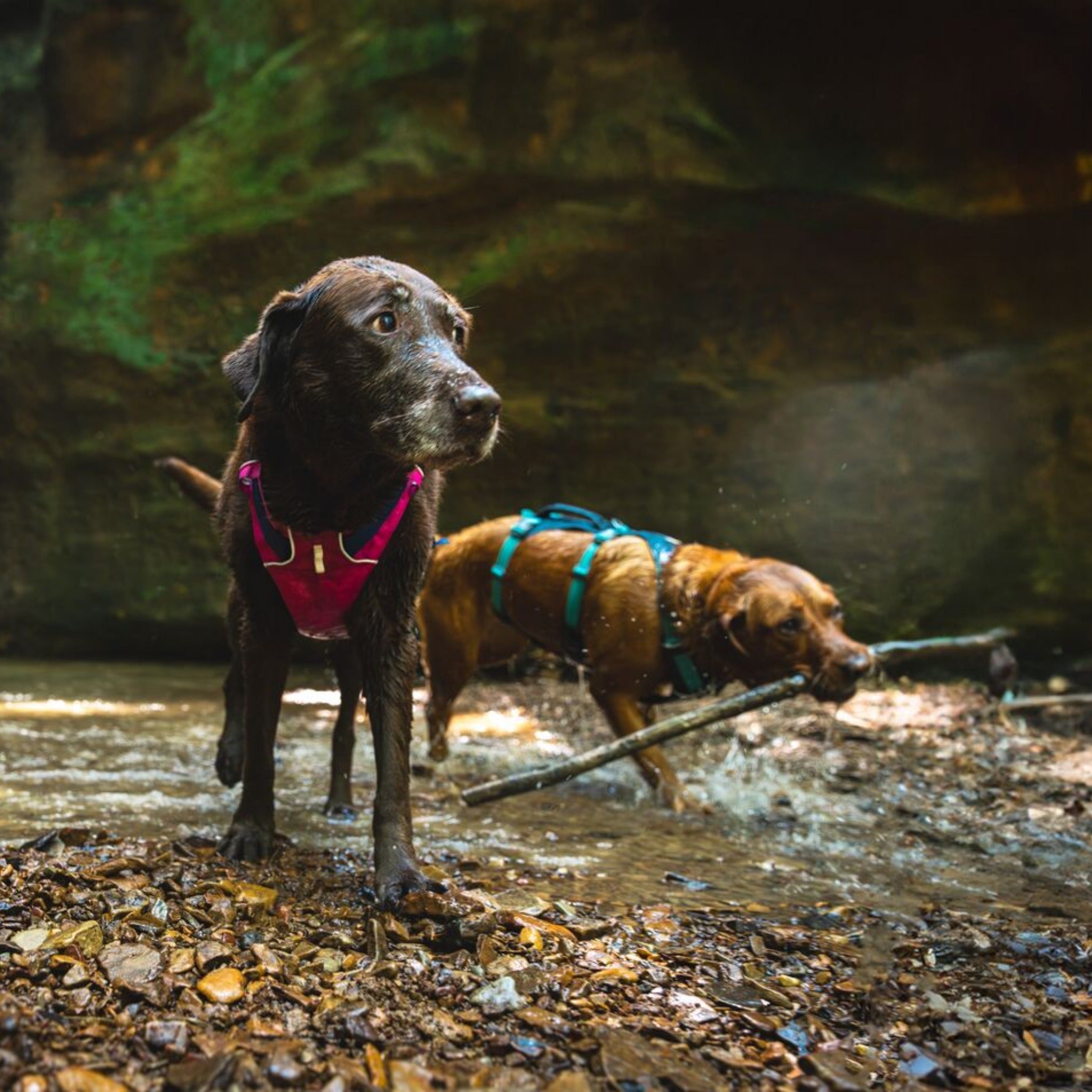 Ruffwear Flagline Dog Harness