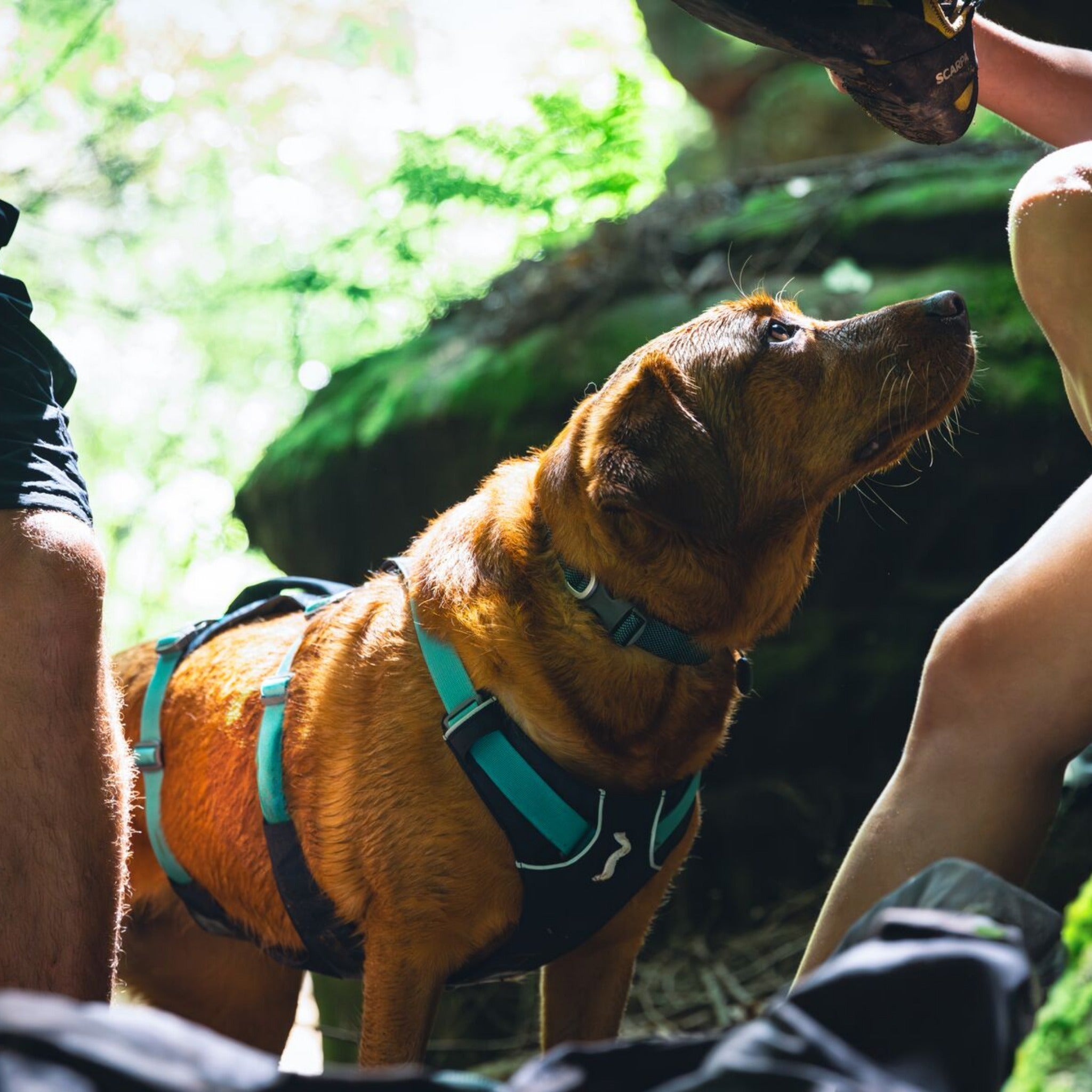 Ruffwear hundegeschirr shop front range harness