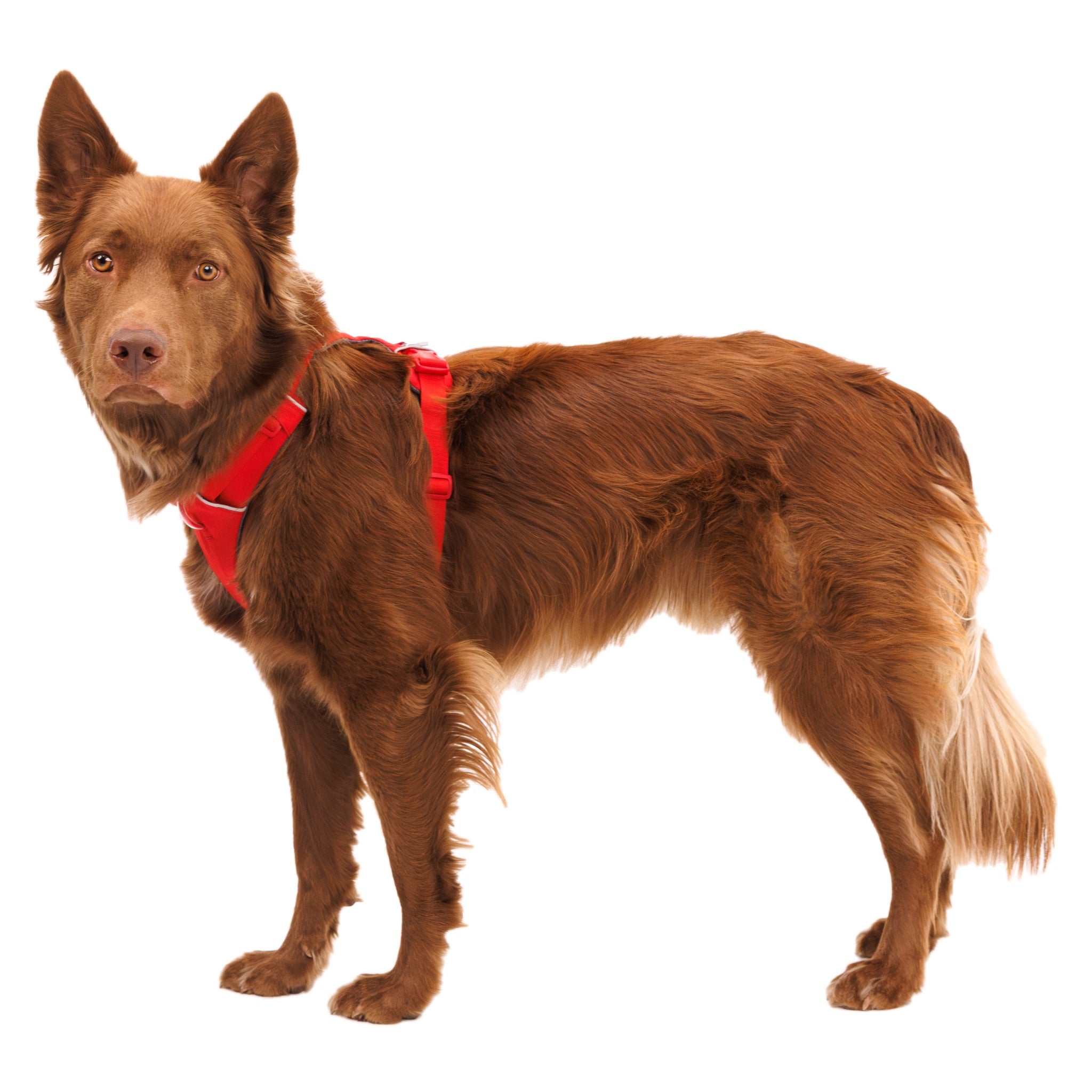 Ruffwear Front Range Dog Harness