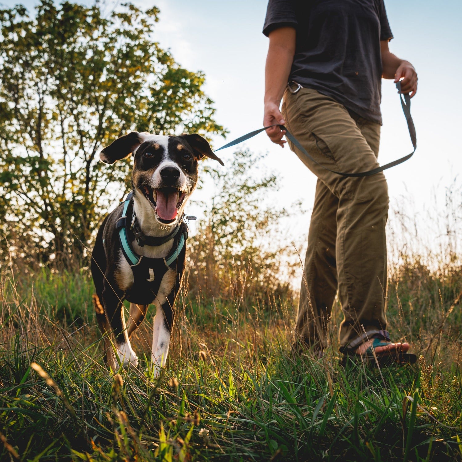 Ruffwear Hi &amp; Light Collar, Hundehalsband - Woofshack