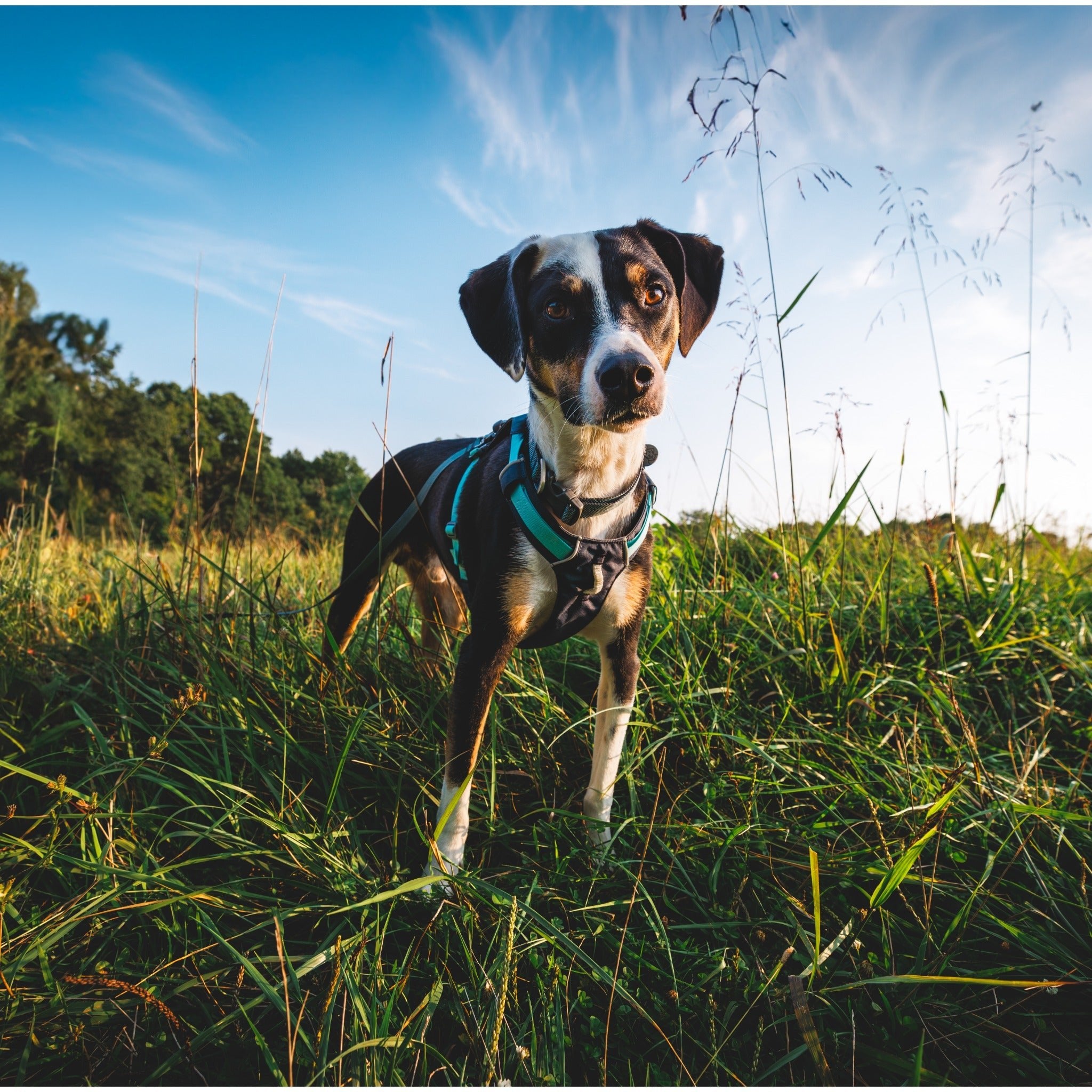 Ruffwear Hi Light Dog Collar