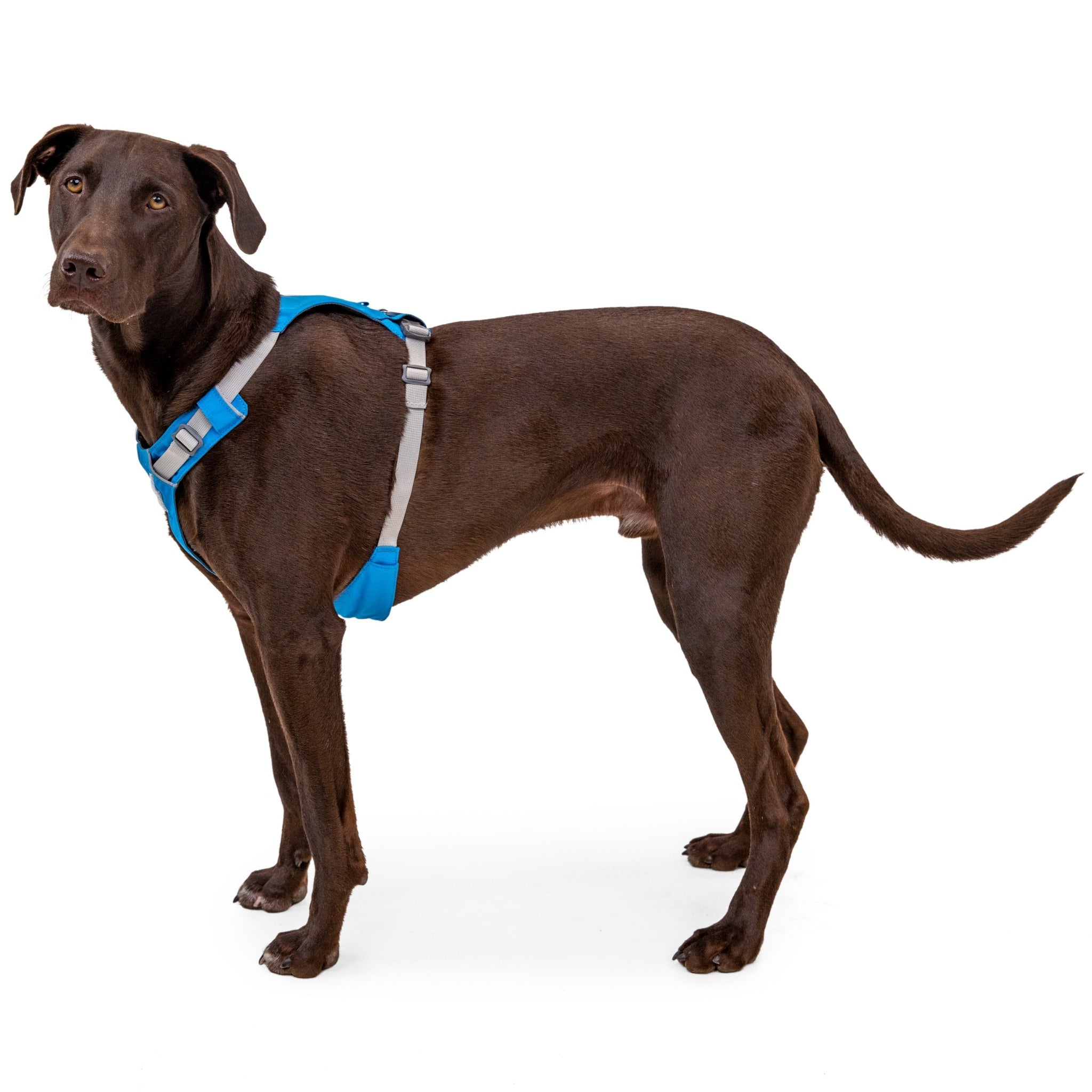 Ruffwear hi & light hotsell dog harness