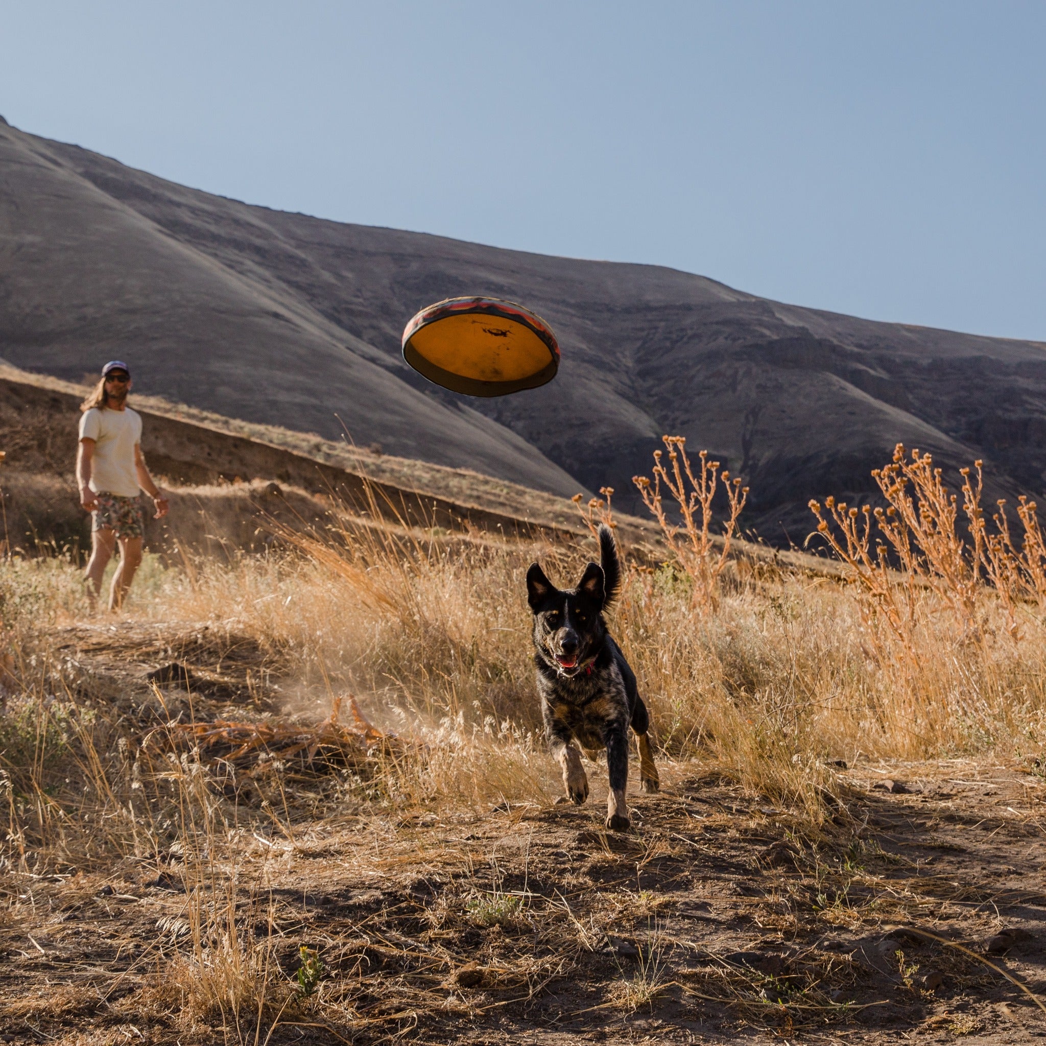 Ruffwear dog clearance frisbee