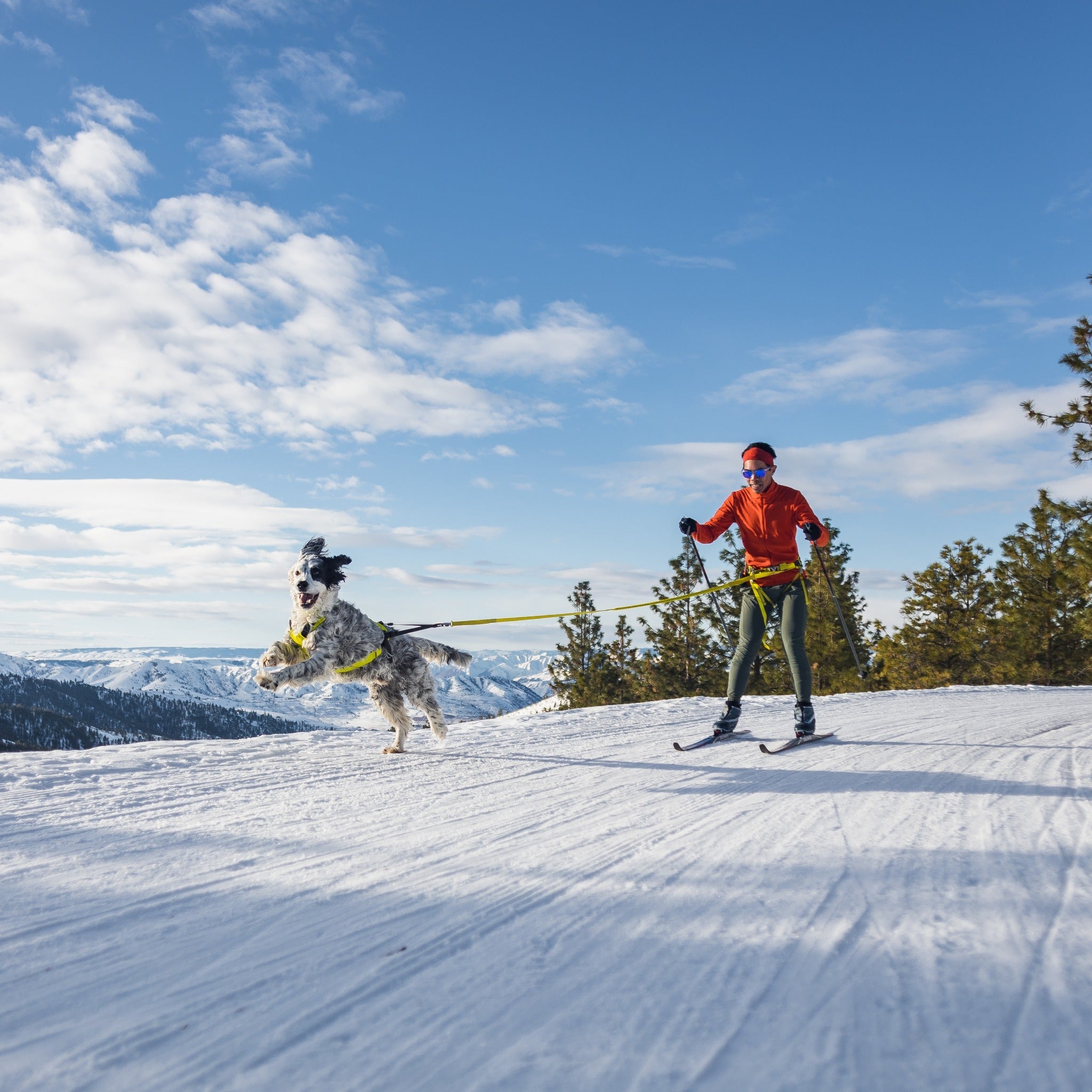 Ruffwear Omnijore Joring System Set