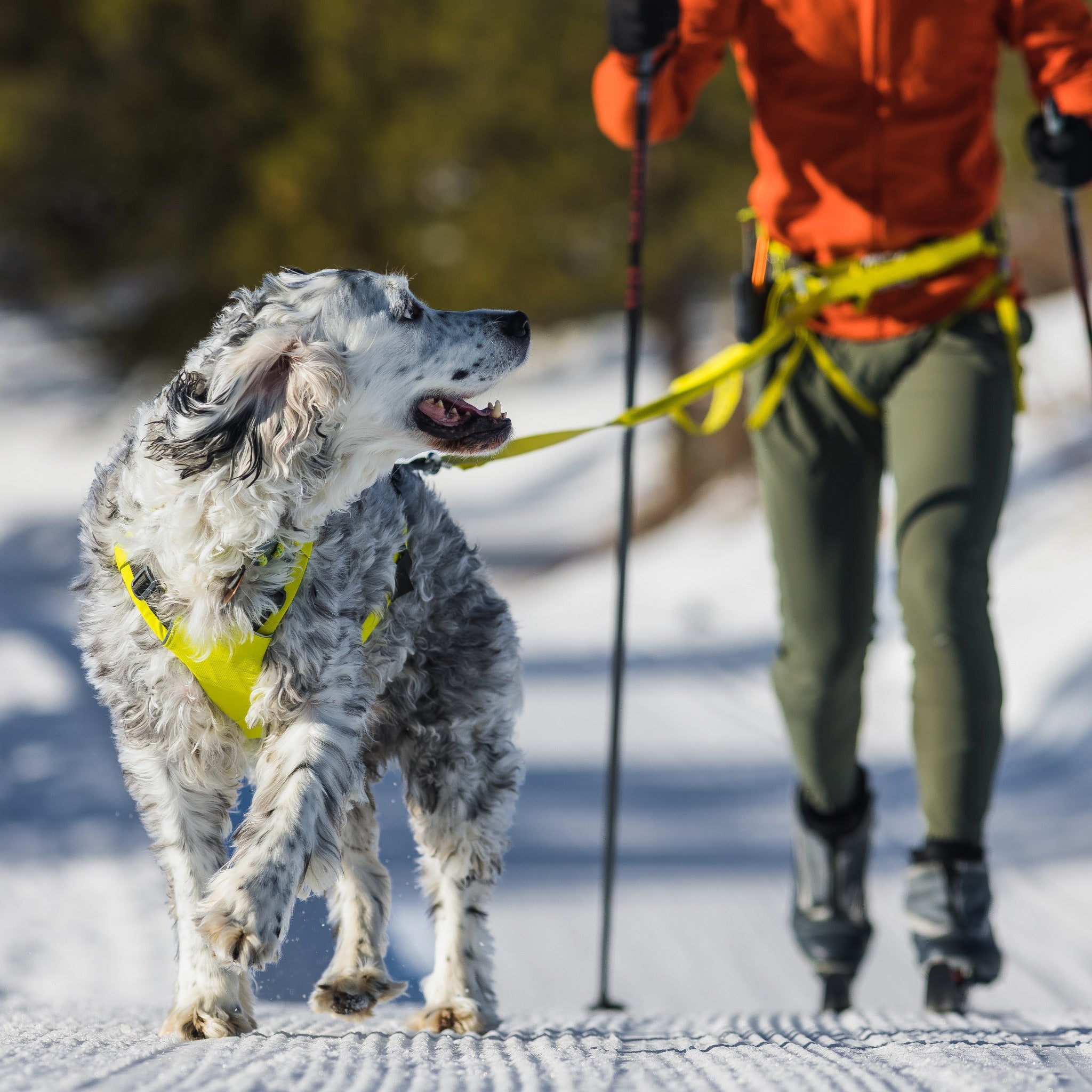 Ruffwear Omnijore Joring System Set Lichen Green S