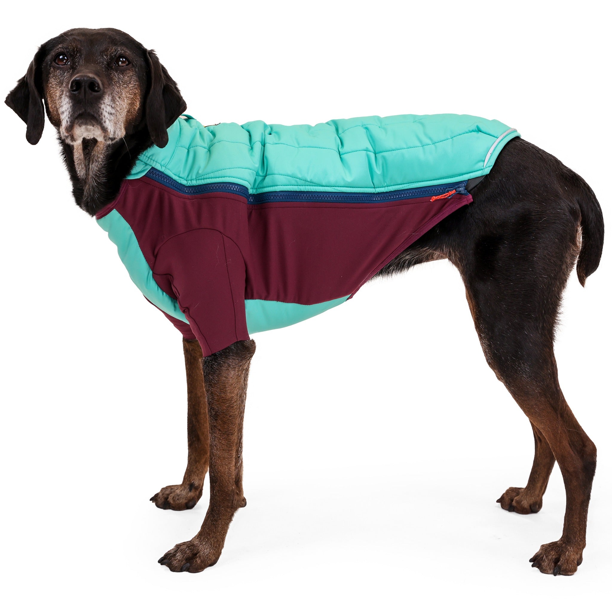 Ruffwear Powder Hound dog jacket