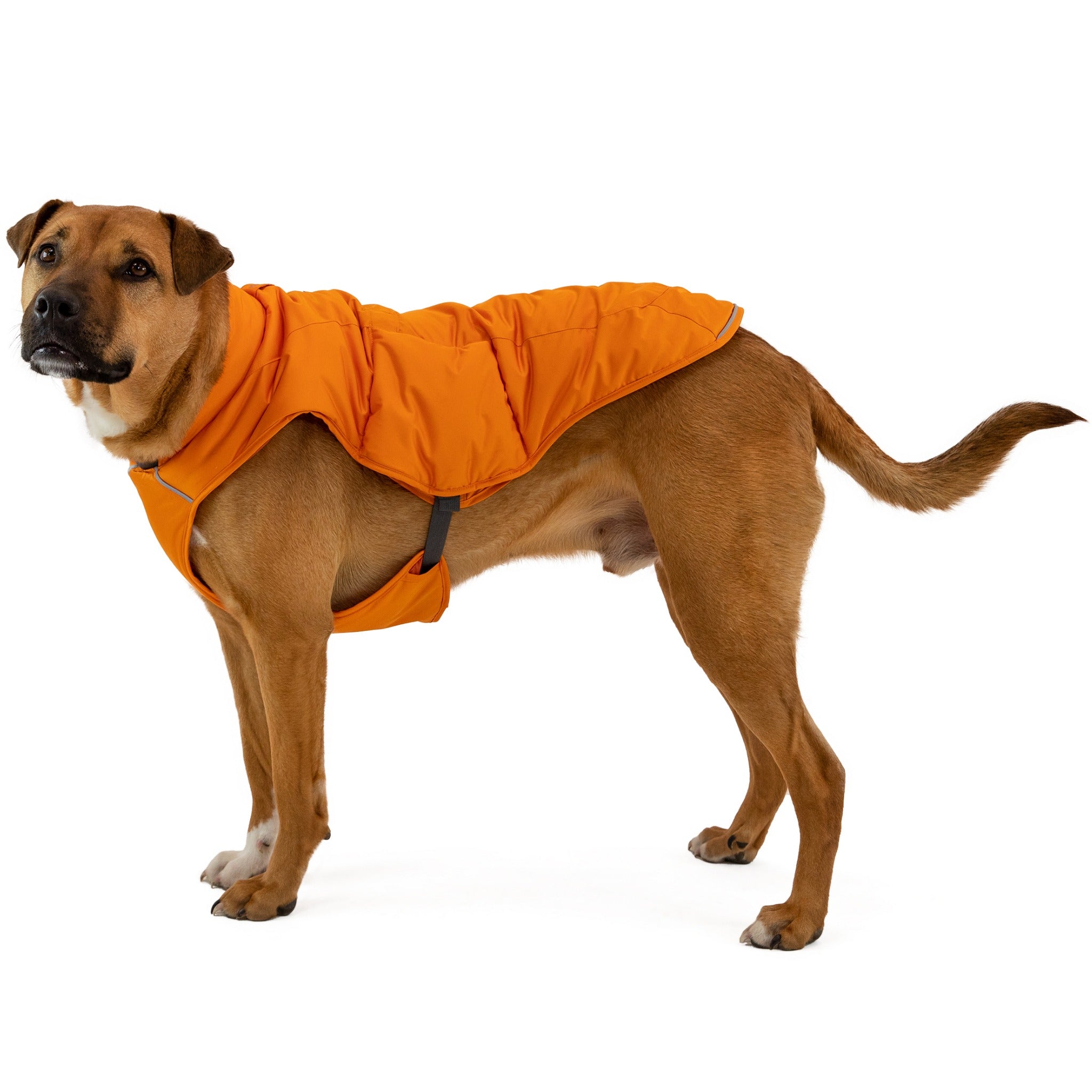 Ruffwear Quinzee dog coat