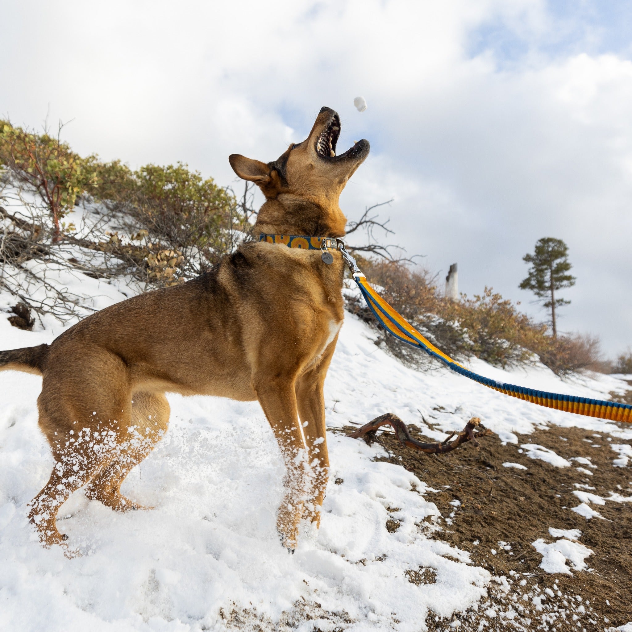 Ruffwear Roamer Bungee Dog Leash