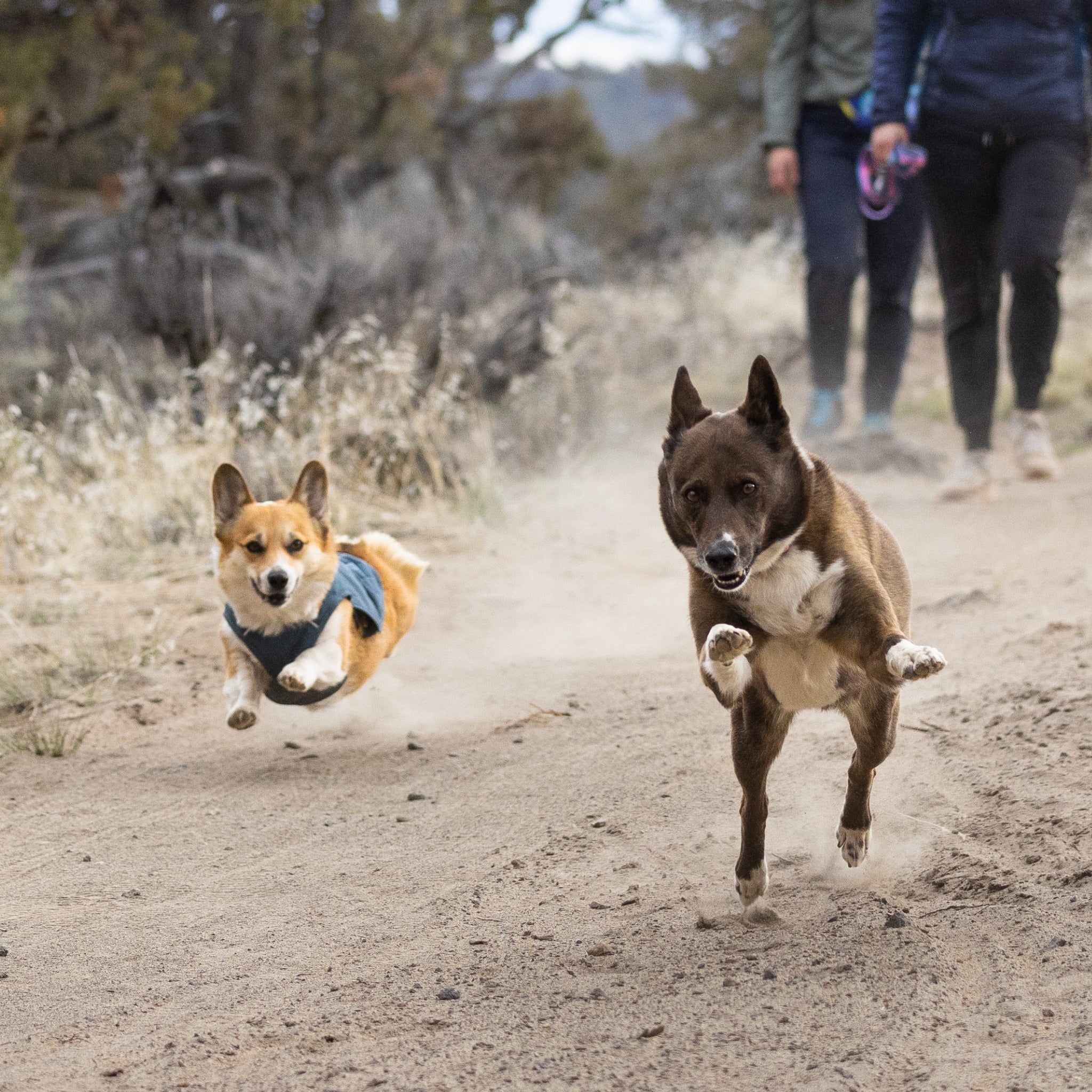 Ruffwear Stumptown Jacket dog coat