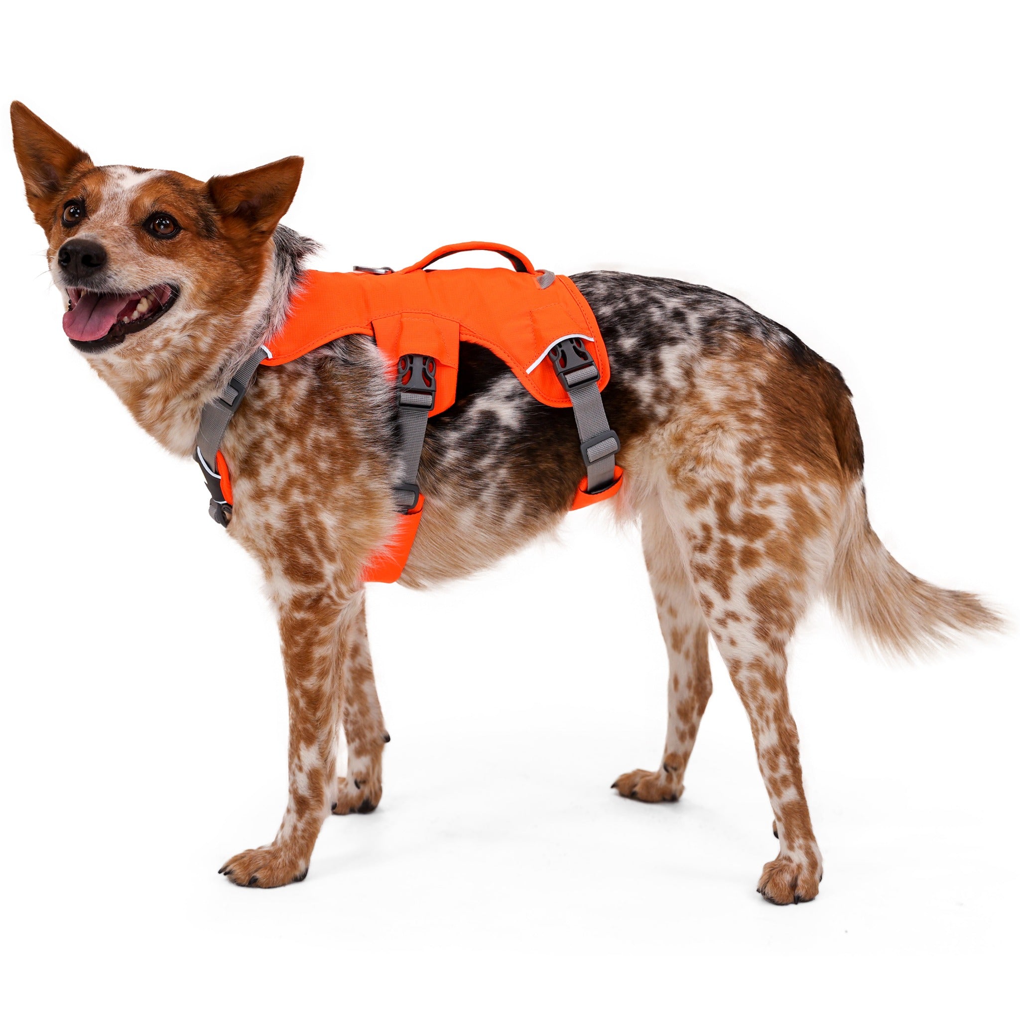 Ruffwear Web Master Dog Harness