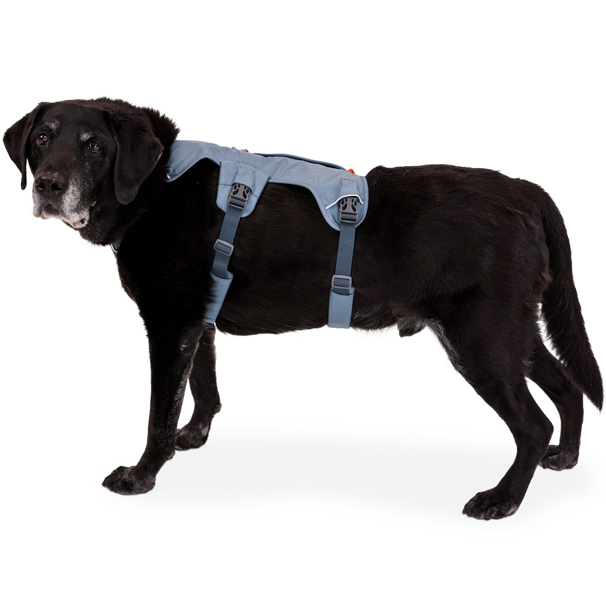 Ruffwear Web Master Dog Harness